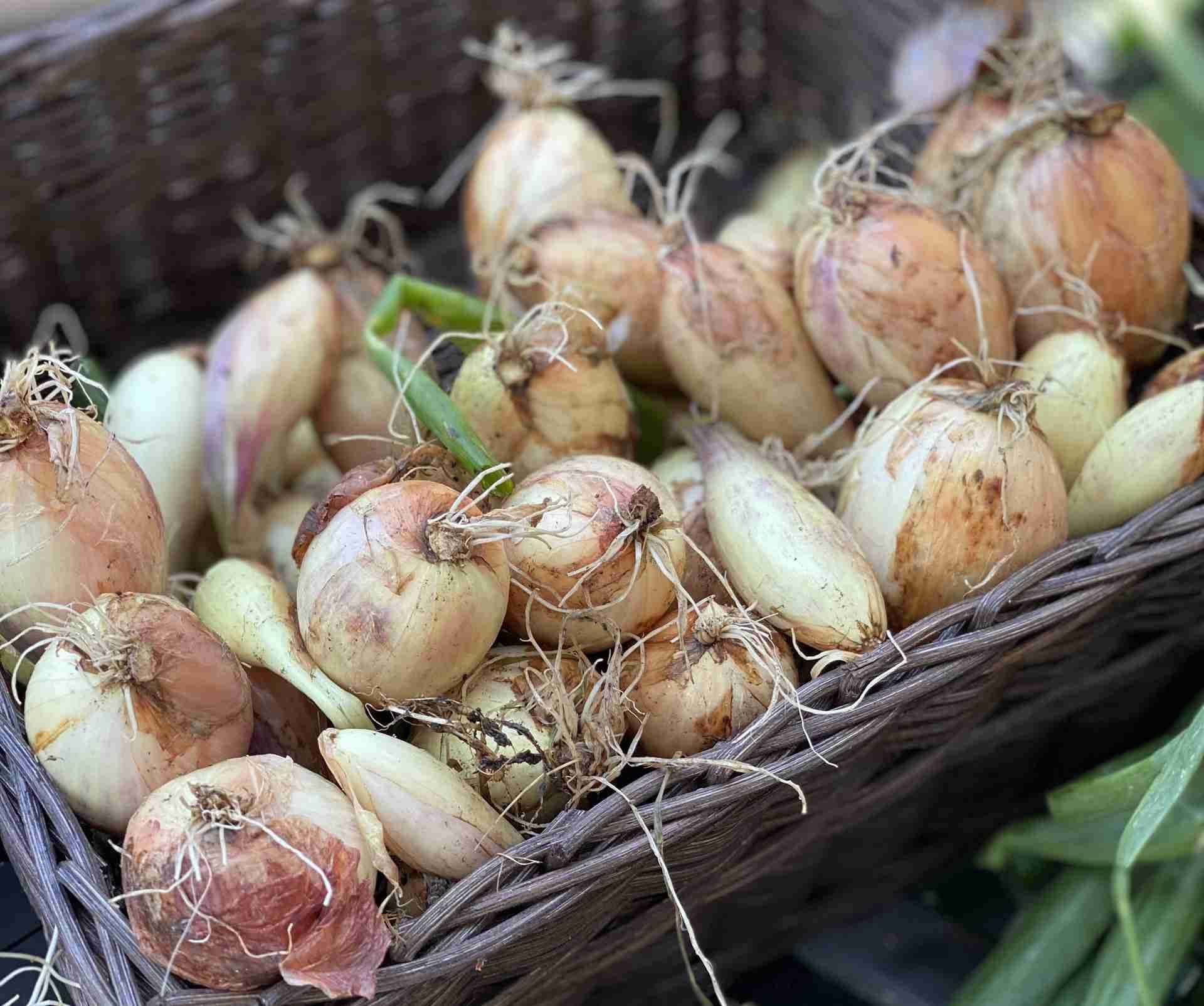 Forskjellige løk i en kurv. Foto.