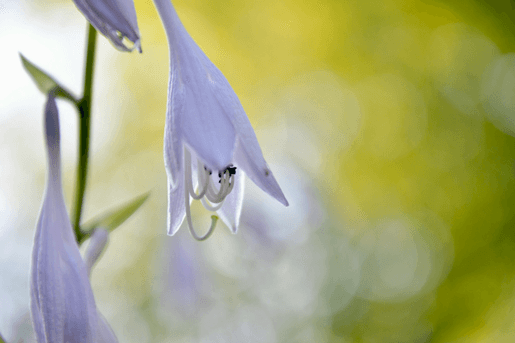 Hosta med lilla blomsterklokke