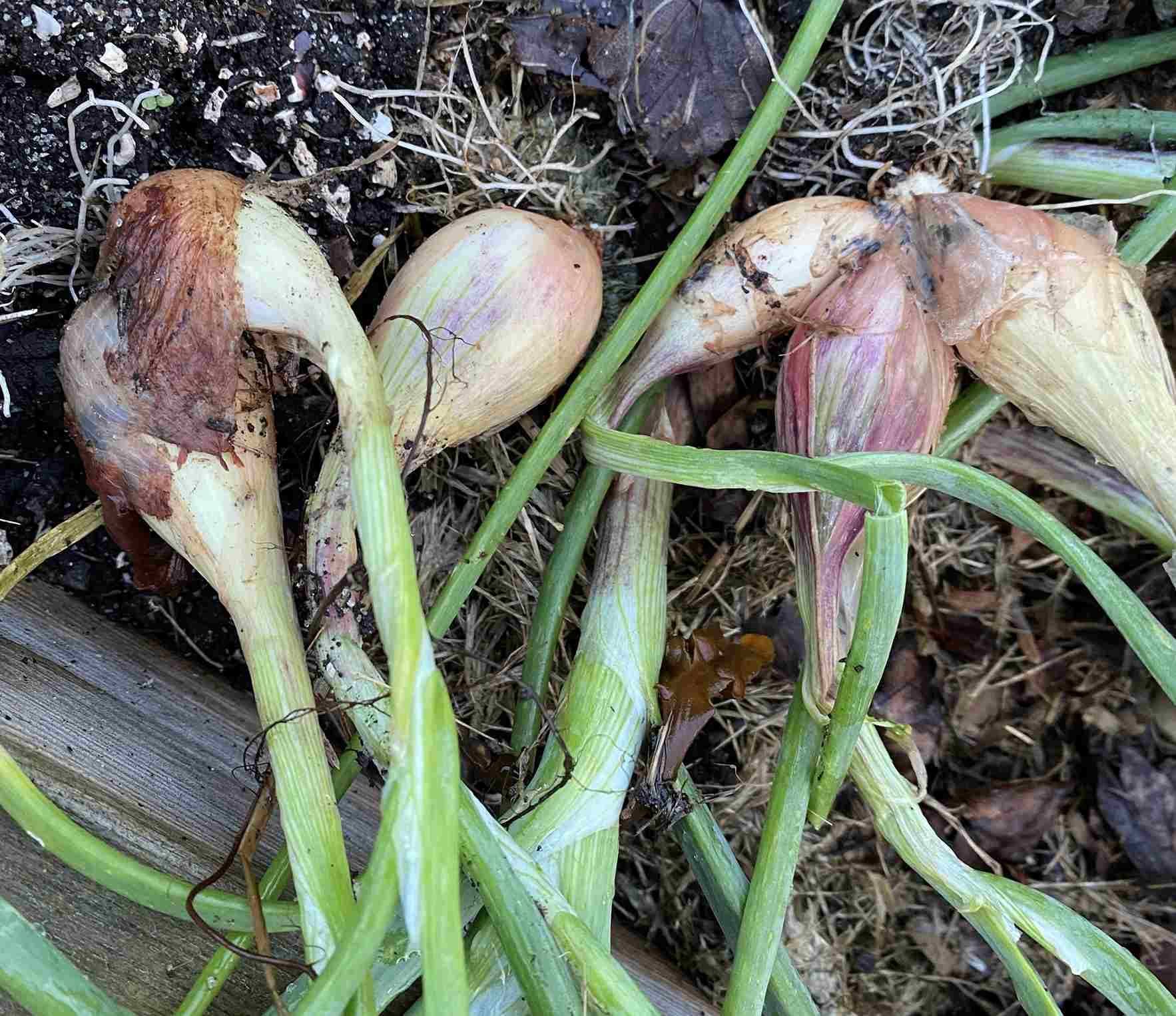 Løk klar til høsting. Foto. 