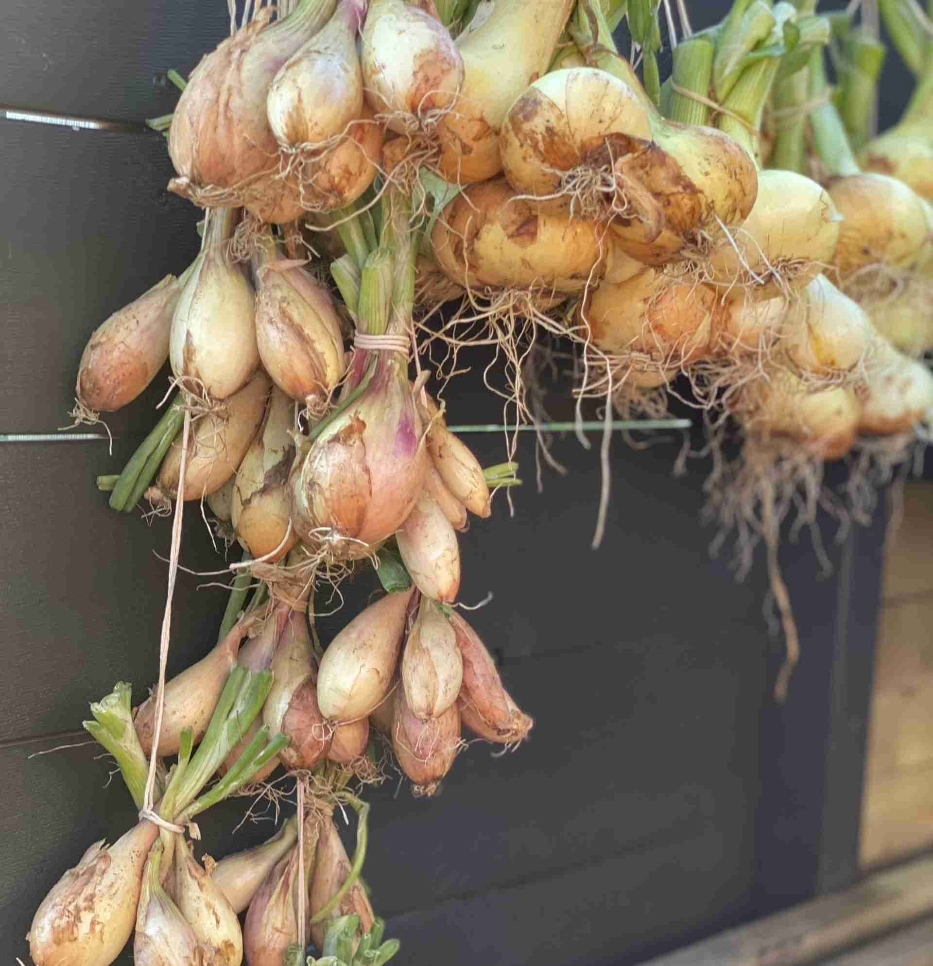 Løk som henger til tørking. Foto.