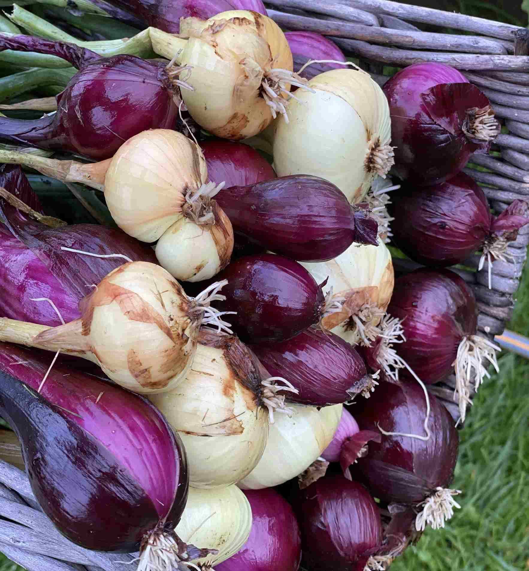 Rød og gule løk samlet i en kurv. Foto. 