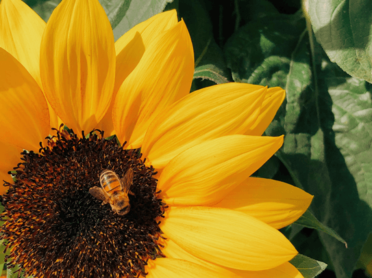 Nærbilde av gul solsikke med bie på blomsten
