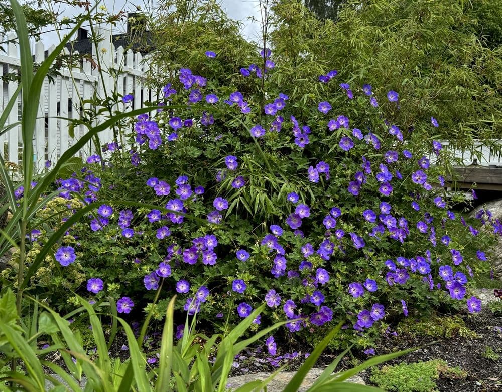 Frodig bed med blå blomster. Foto.