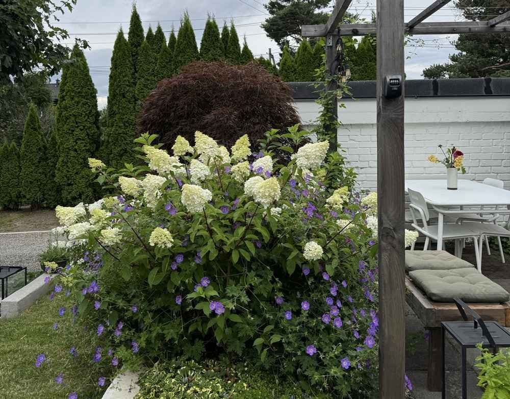 Frodig hage med pergola og Syrinhortensia. Foto