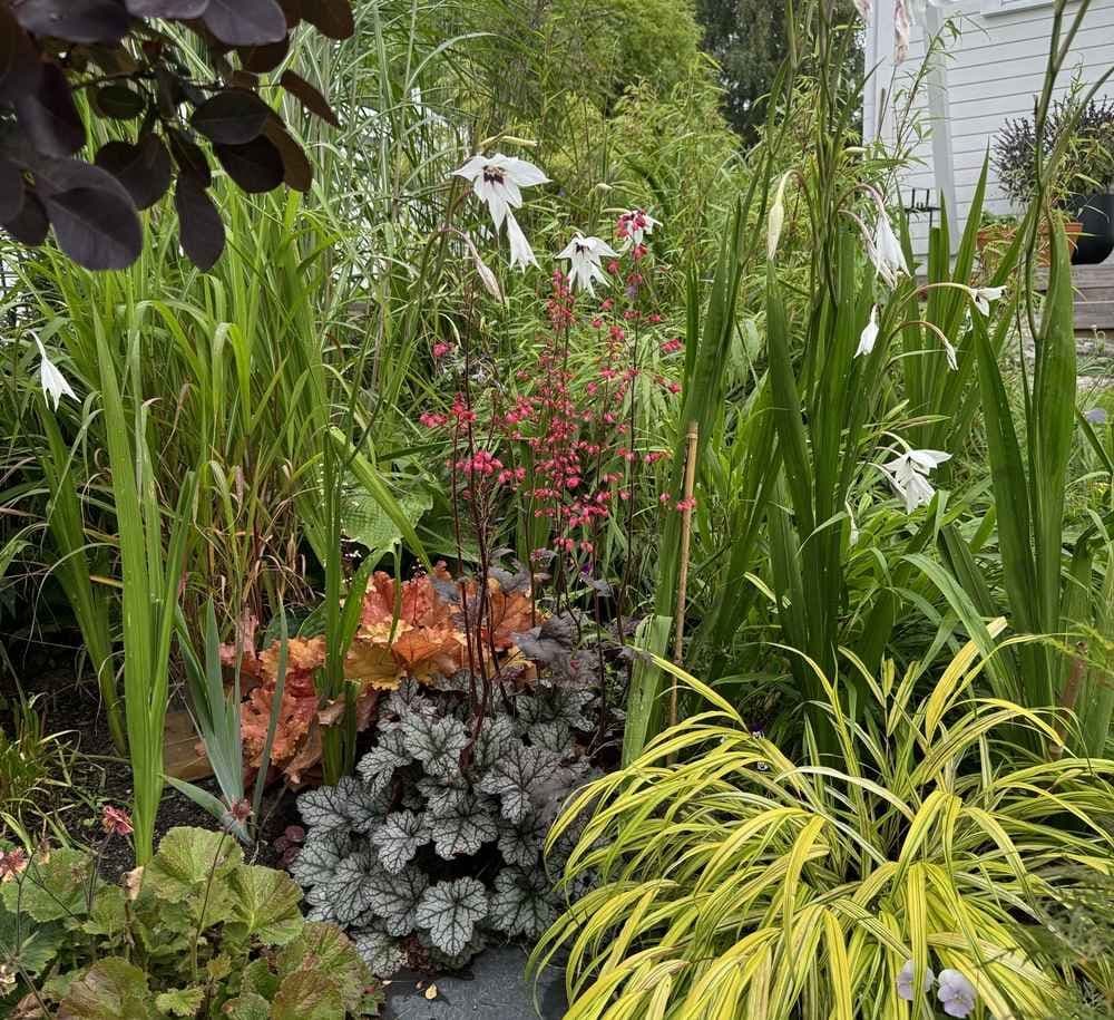 Frodig bed med mange forskjellige planter. Foto.