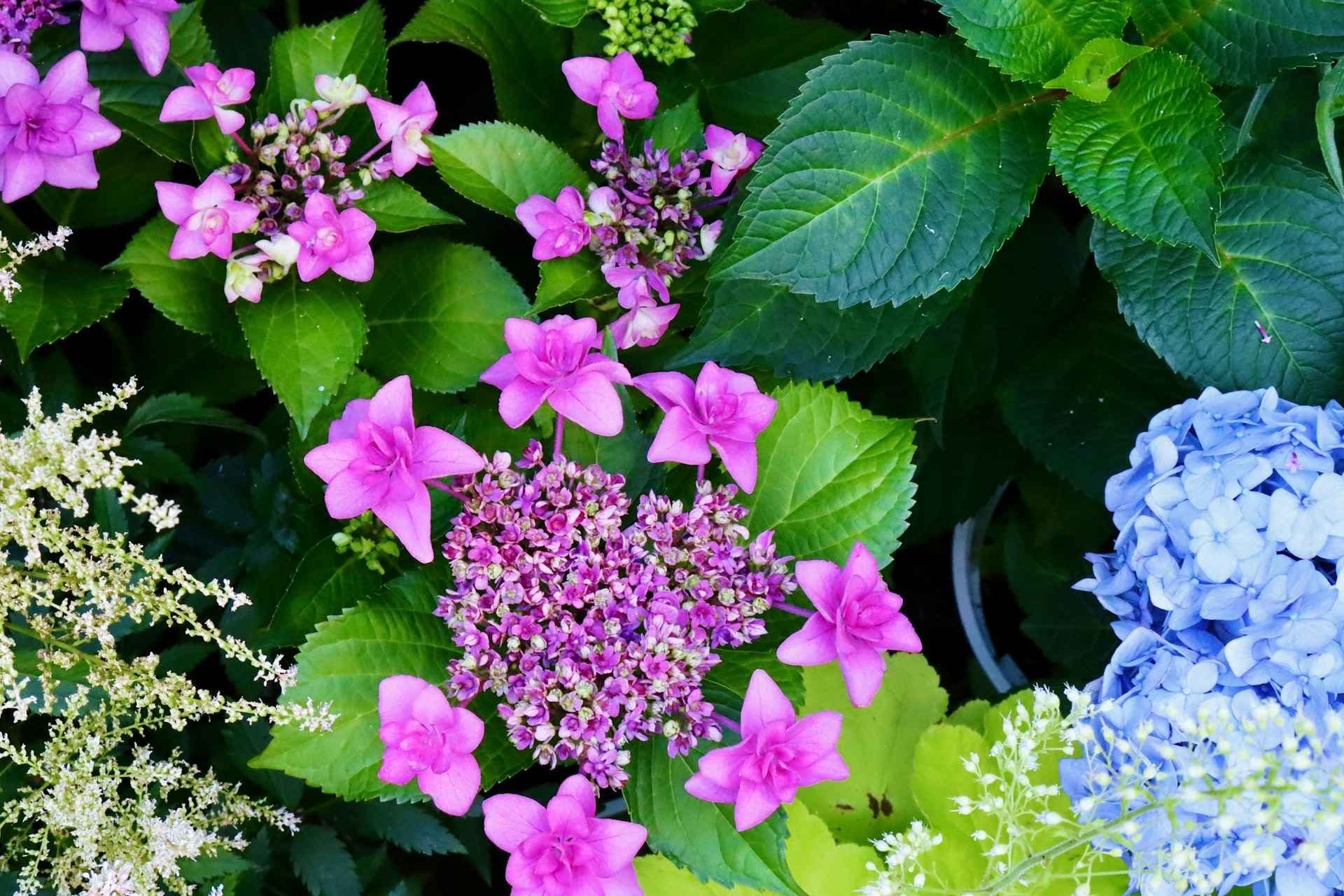 Nærbilde av rosa hortensia. Foto.