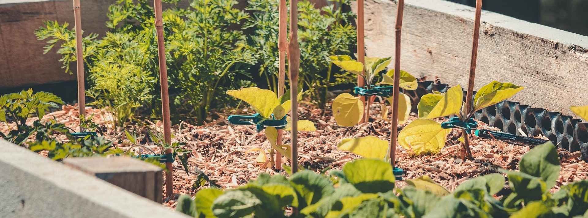 Flis som jorddekke i en pallekarm. Foto.