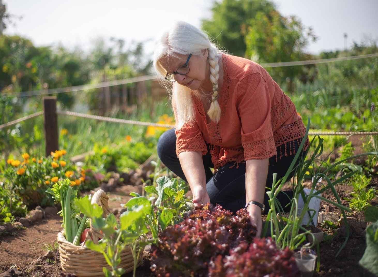 Kvinne som jobber i en frodig kjøkkenhage. Foto.
