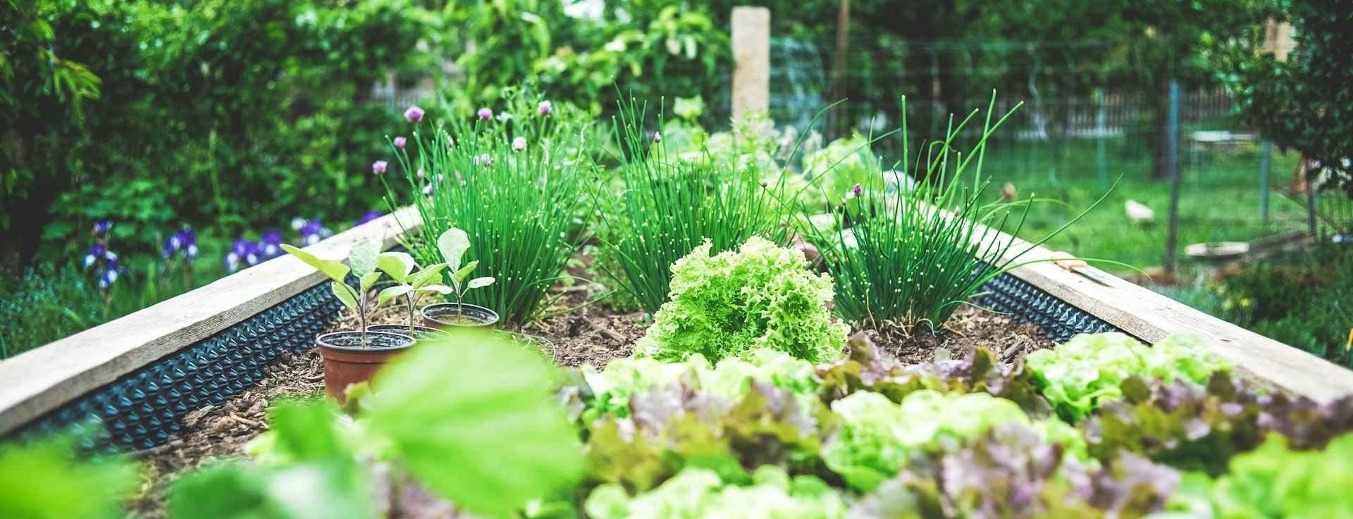 Salat og gressløk plantet i en stor plantekasse. 