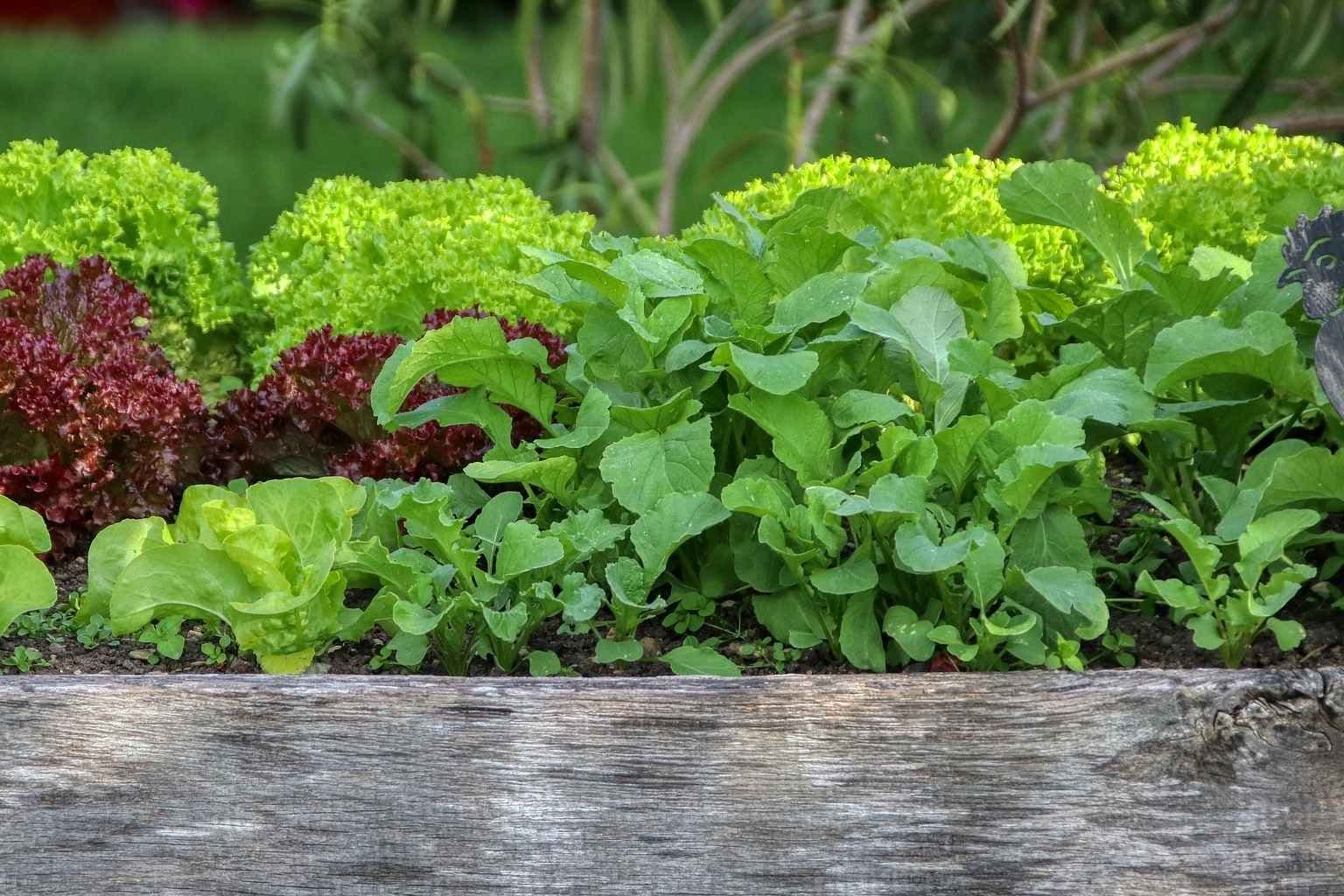 Salater som gror i en pallekarm. 