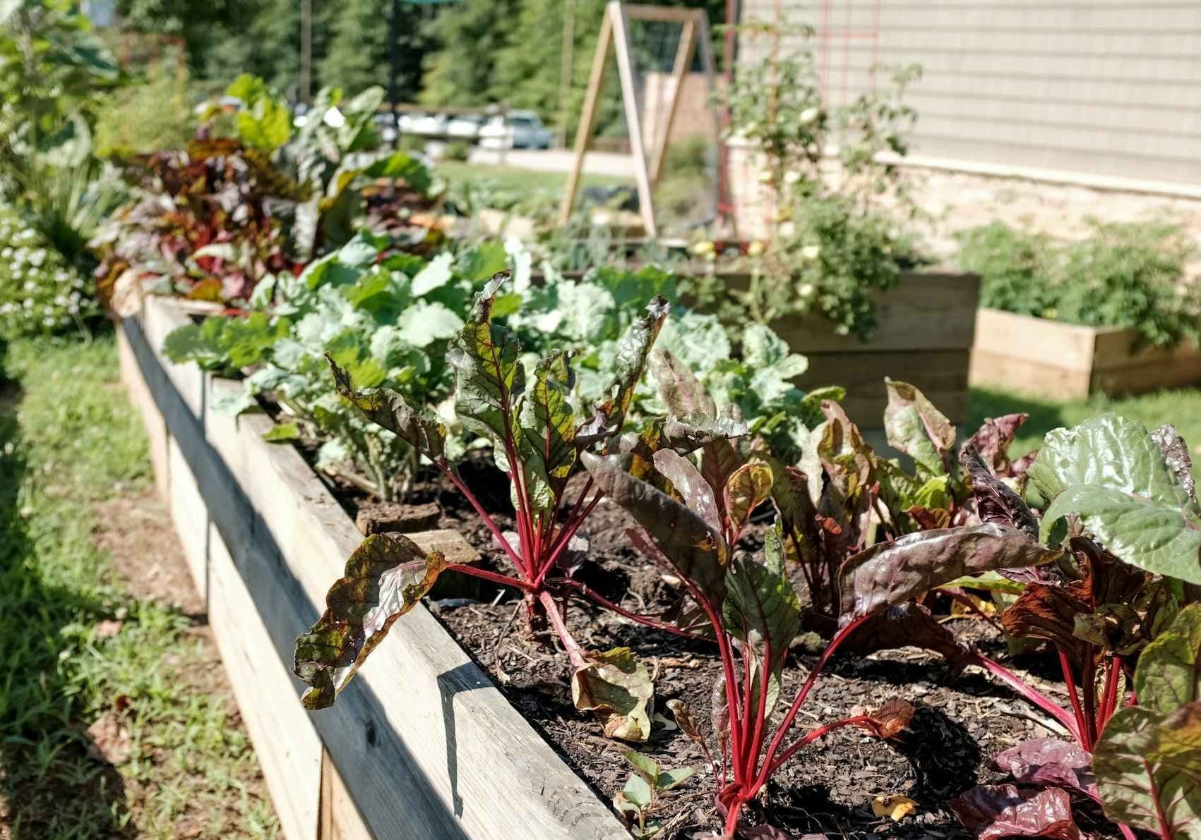 Plantekasse med grønnsaker. Foto. 