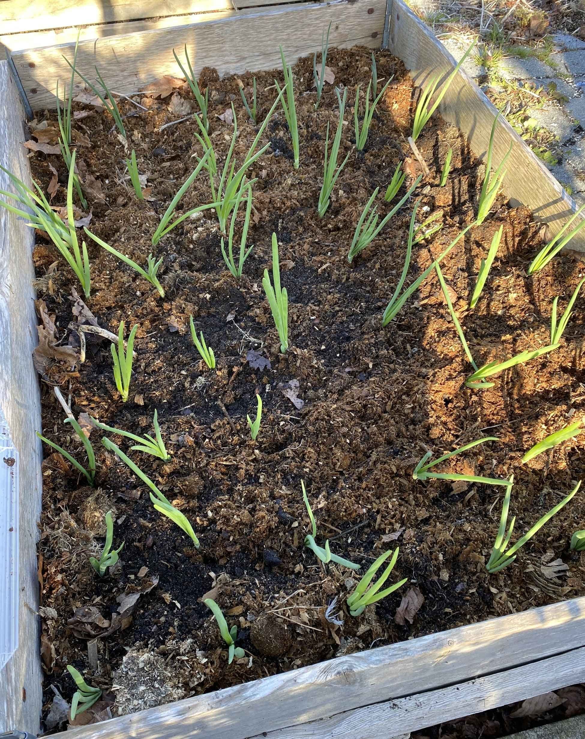 Løk i pallekarm. Foto