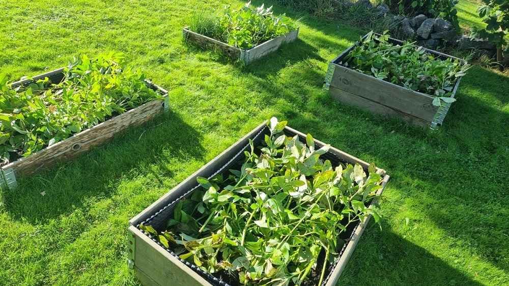 Pallekarmer med planter som jorddekke. Foto.