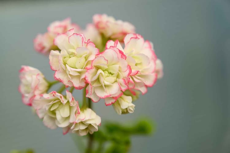 pelargonia-slik-planter-du-og-steller-du-dem-gr-nn-vekst-gr-nn-vekst