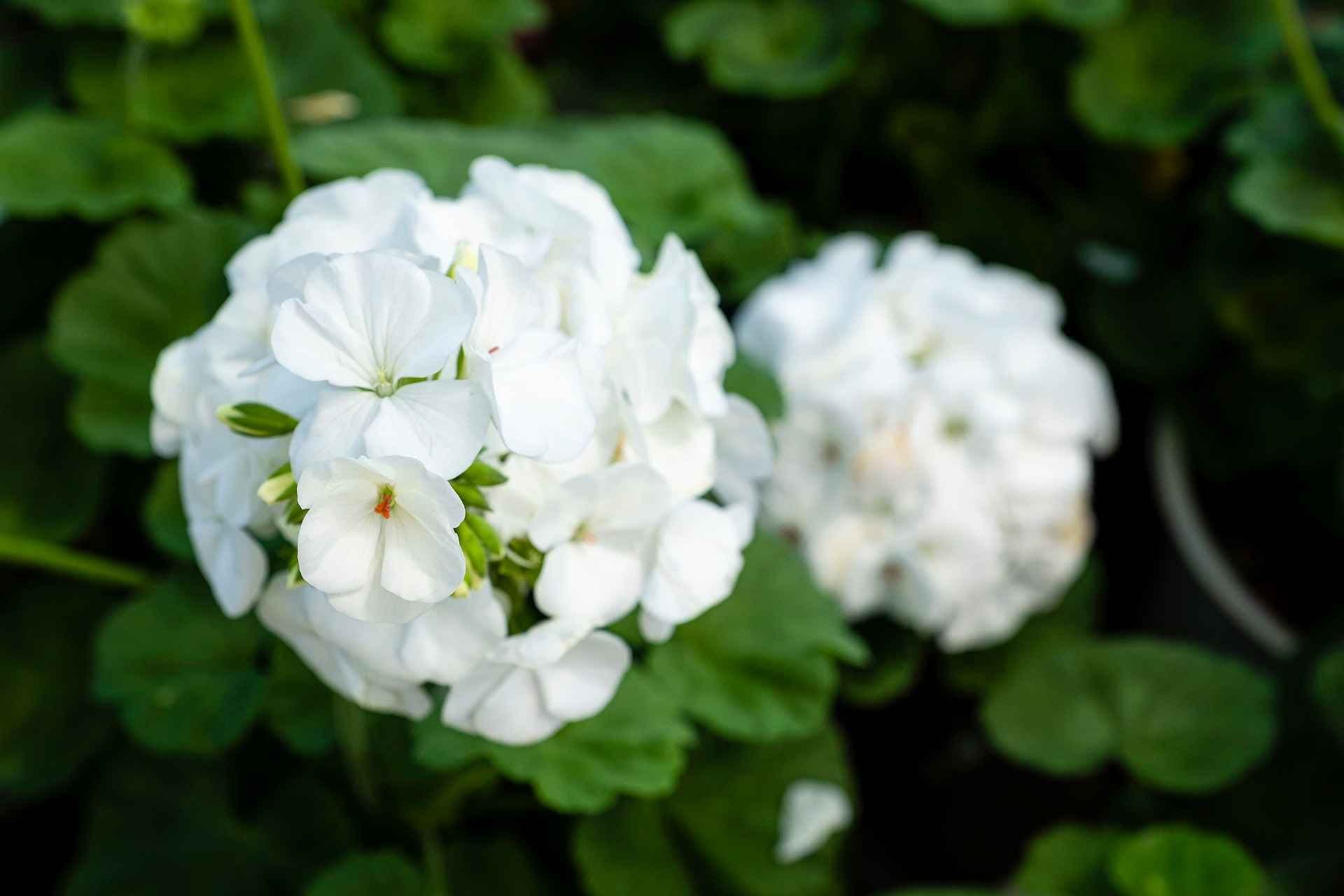 Pelargonia Zonale med hvit blomst. Foto. 