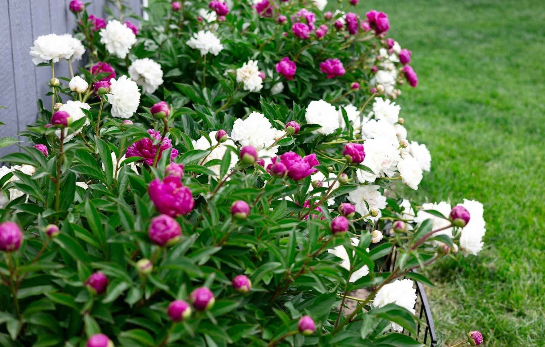 Bed med peoner i hvitt og rosa. Foto. 