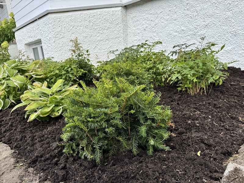 Ny jord lagt ut i bed med små busker. Foto. 