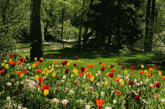 Plen med tulipaner, trær og busker. Foto. 