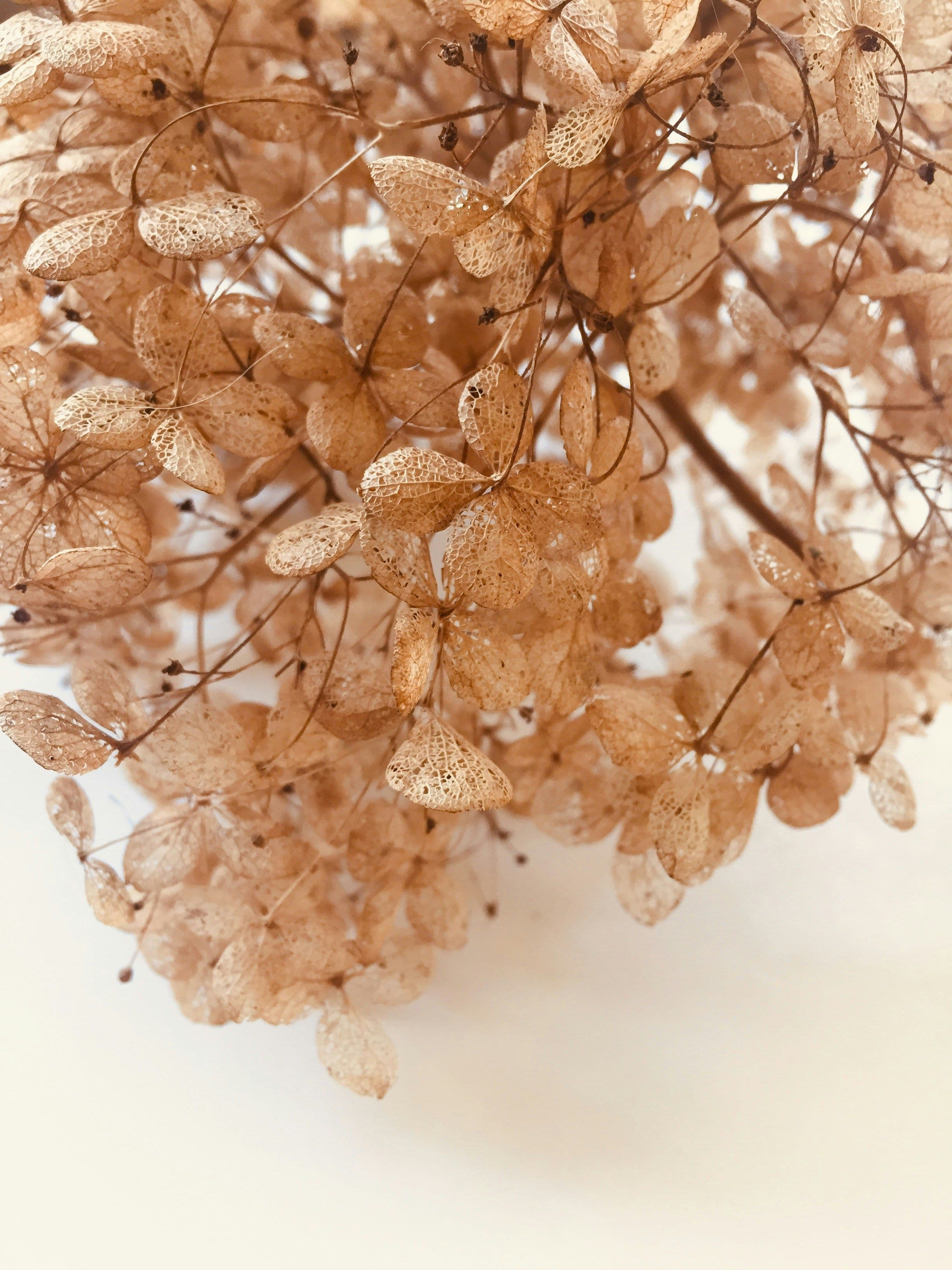 Nærbilde av blomsterklaser hos visnet syrinhortensia