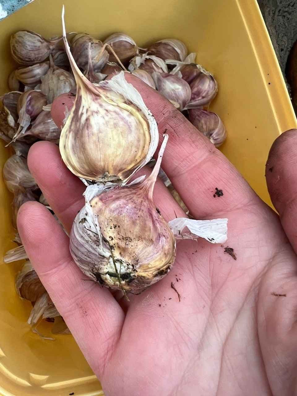 Hvitløk klare til å bli satt i jorda. Foto.