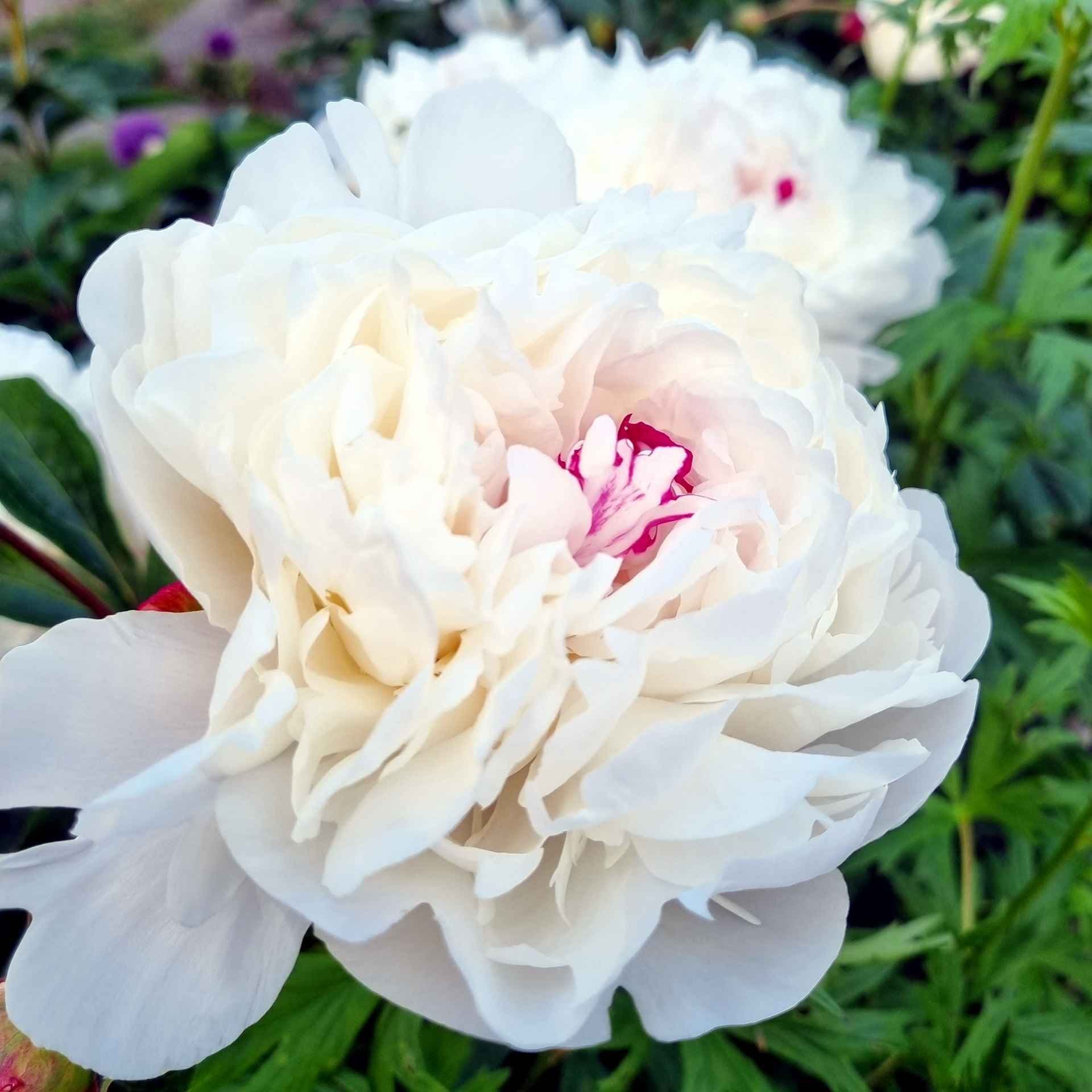 Nærbilde av hvit silkepeon Festiva Maxima 