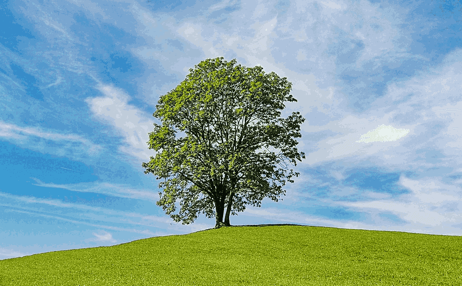 Stort tre på en åskam med blå himmel. Foto. 