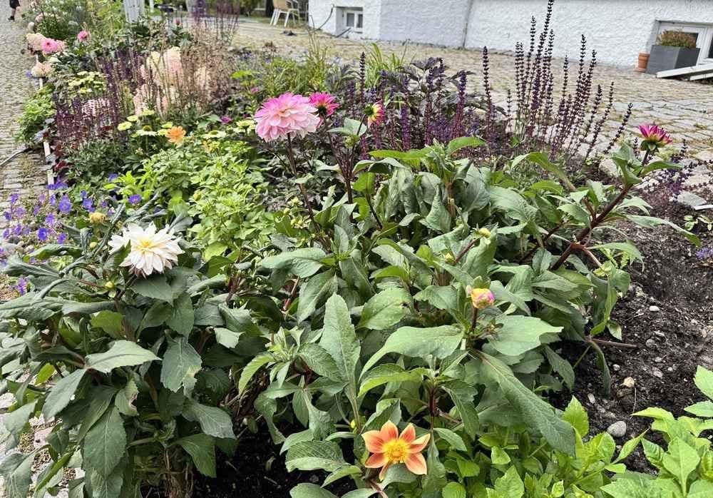 Fargerikt blomsterbed. Foto. 