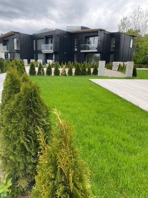 Grønn plen med tujahekk. Foto.