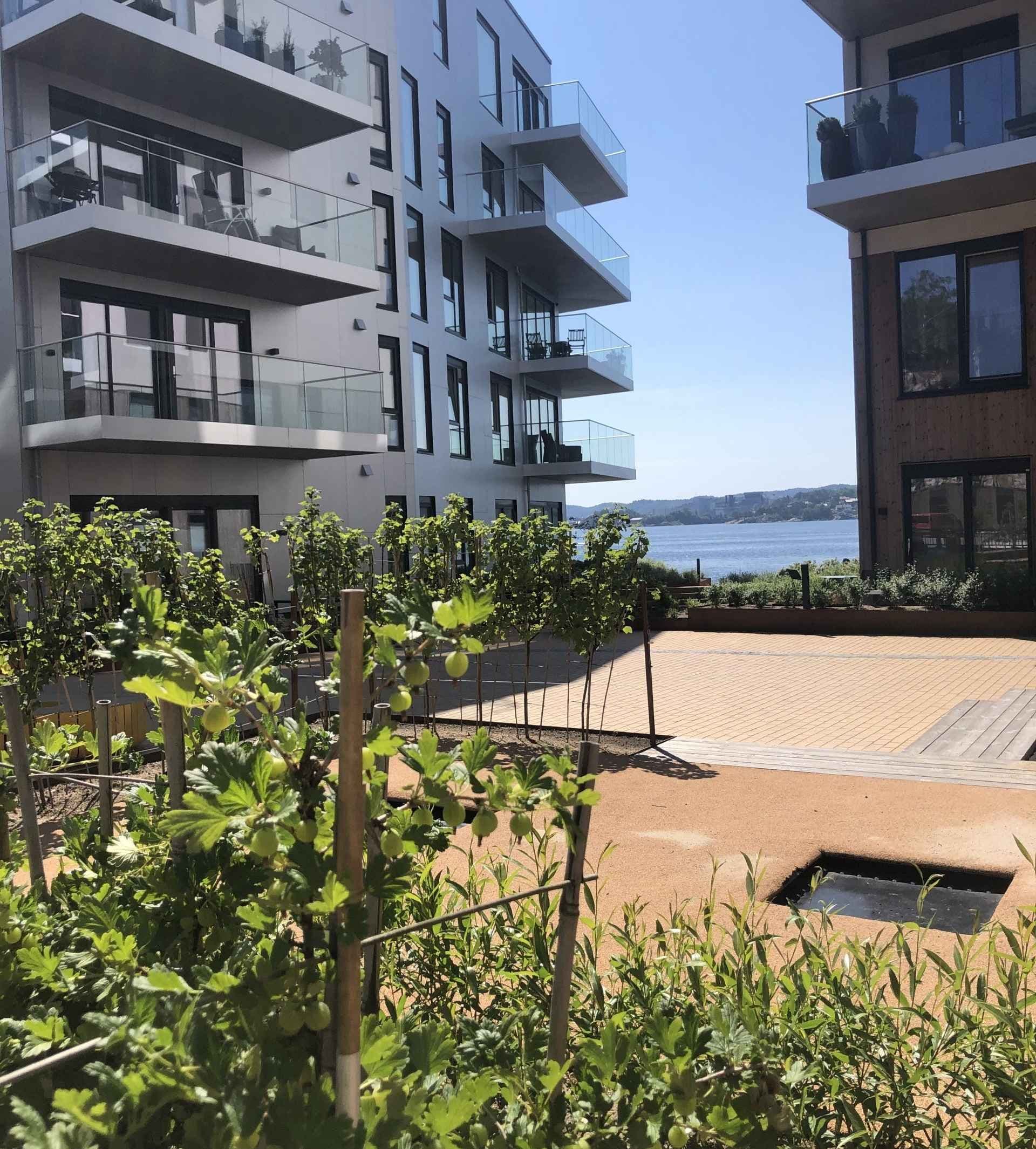 Grønn beplantning blant leiligheter på Odderøya. Foto. 