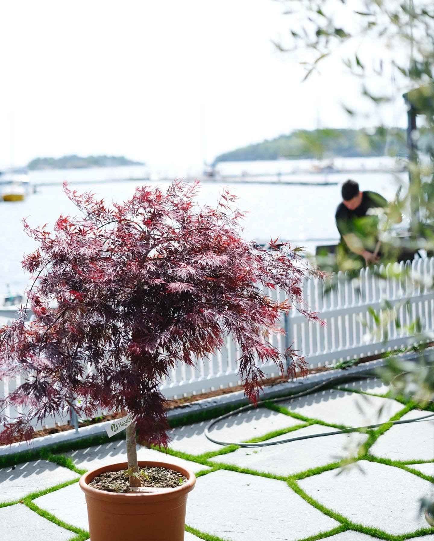 Beplantning ute i Strandhaven i Lillesand. foto. 
