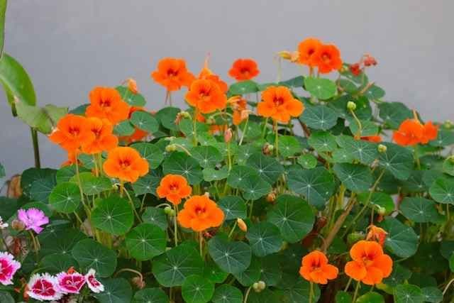 Oransje blomkarse i krukke. Foto. 