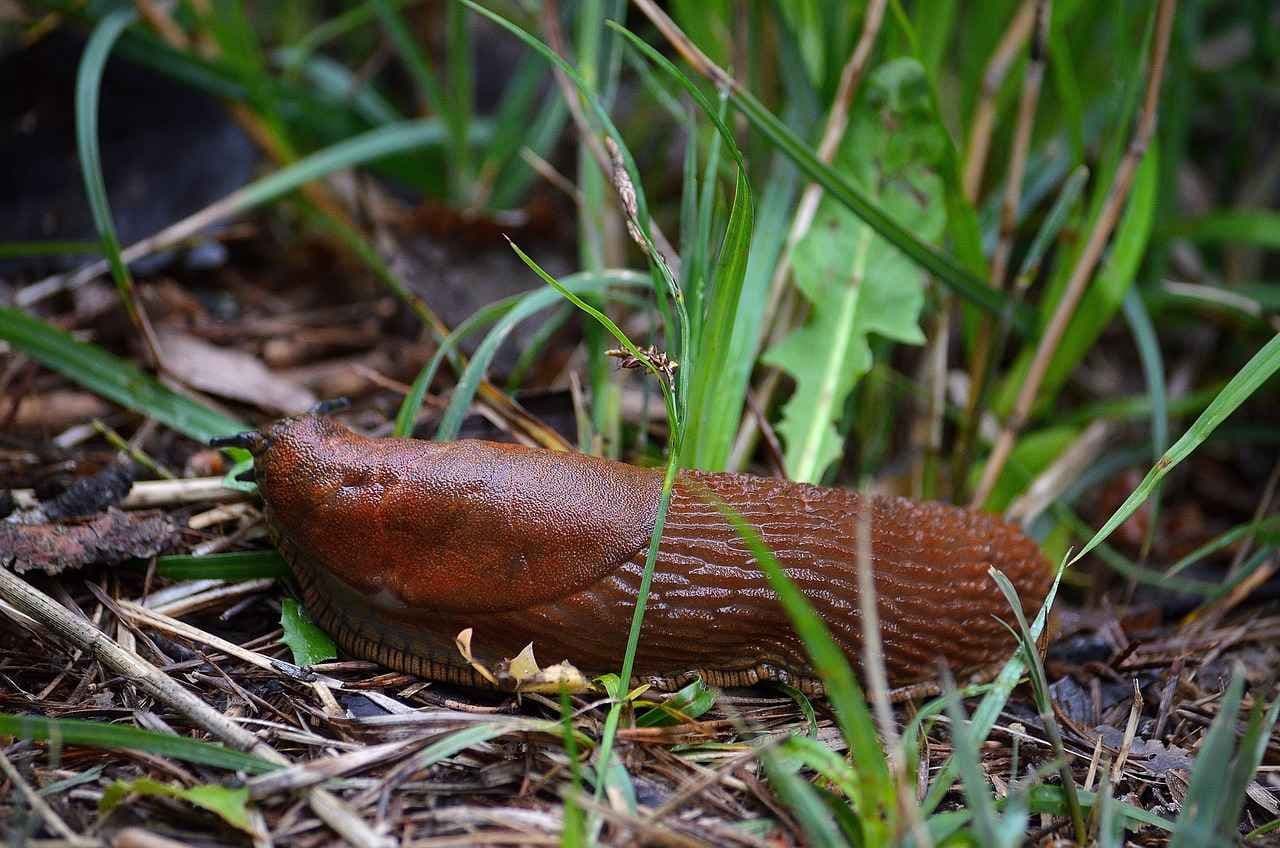 Brunskogsnegle i en hage. Foto.