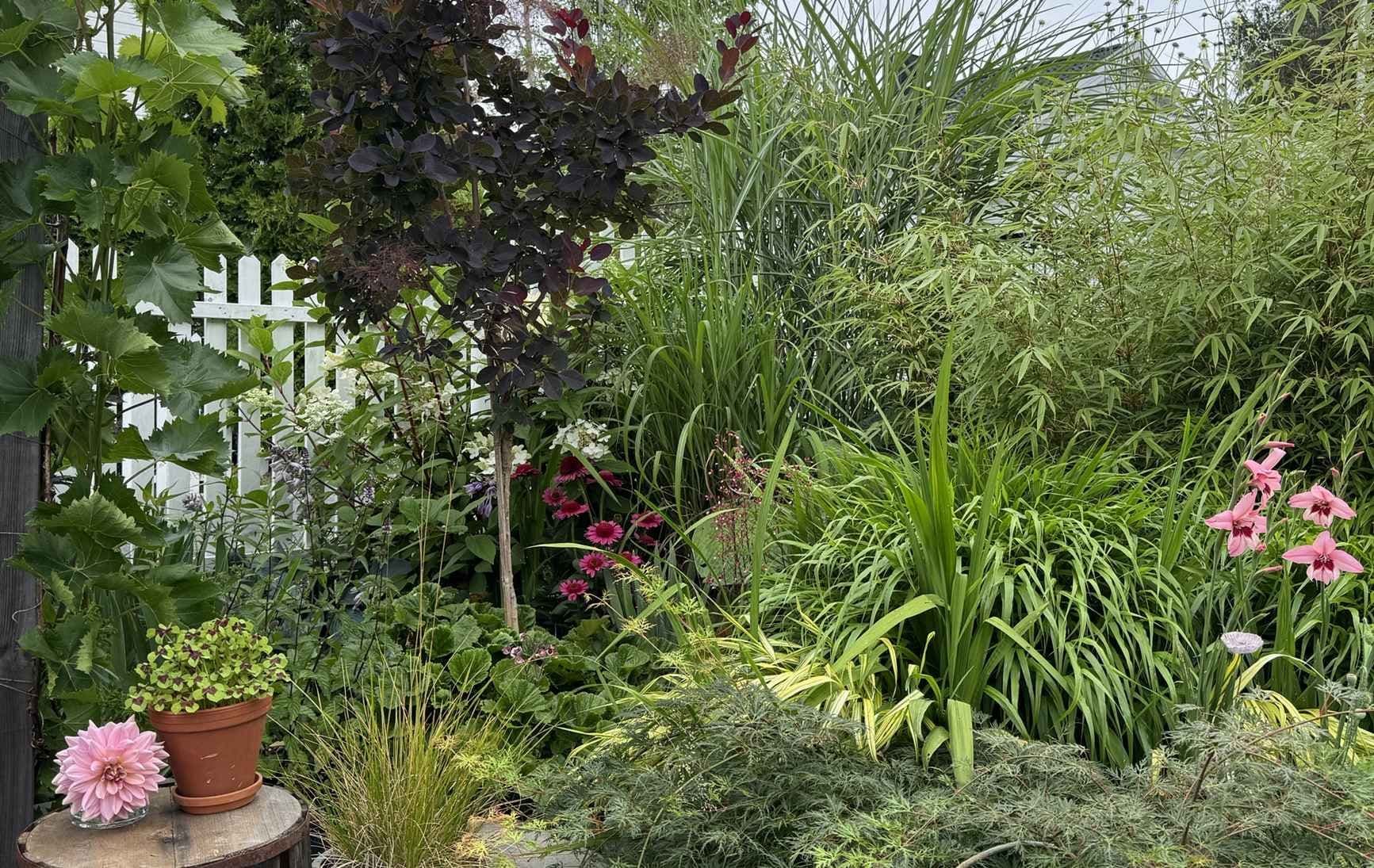 Frodig hage bygget i terraser. Foto. 