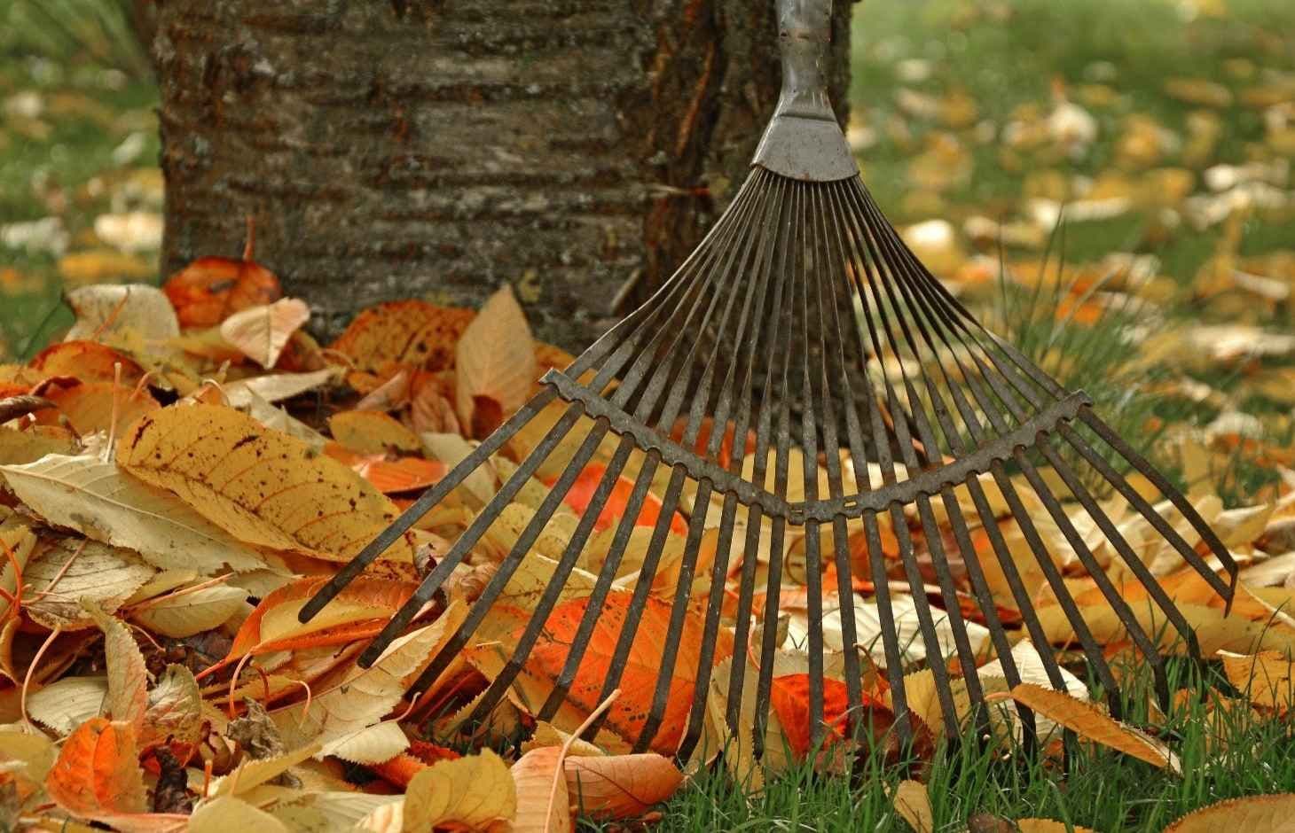 Rake oppstilt mot et tre sammen med høstløv. Foto.