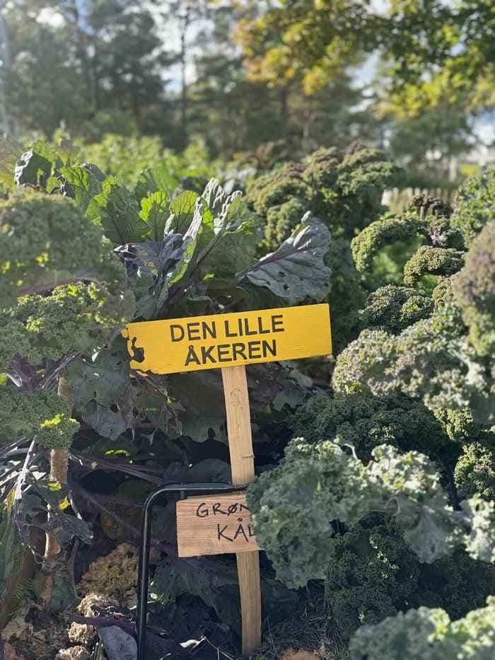 Åker med grønnkål. Bilde.