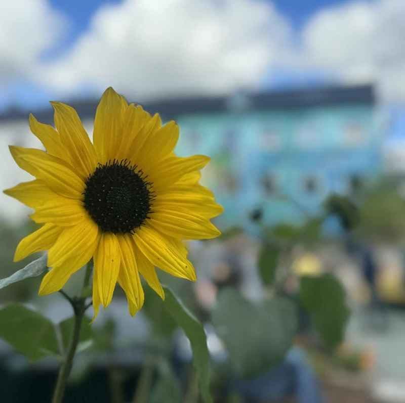 Solsikke som er i blomst. Foto.