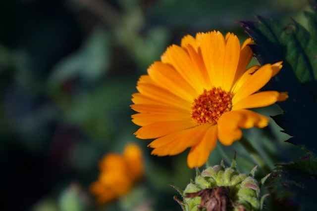 Oransje ringblomst. Foto.