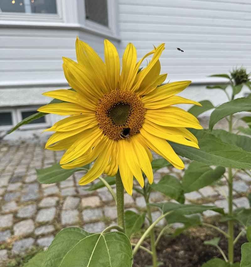 Solsikke. Foto.