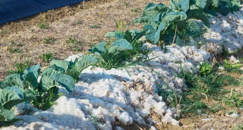 Ull som jorddekke. Foto. 