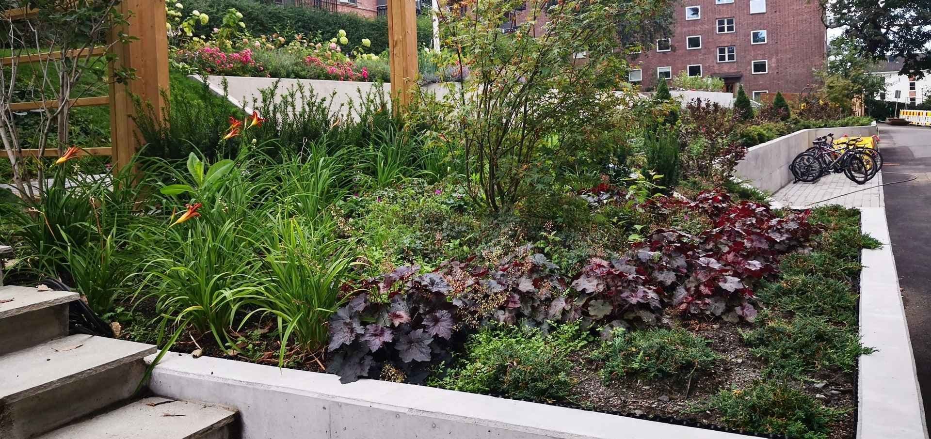 Frodig blomsterbed på Carl Berners Plass. Foto.