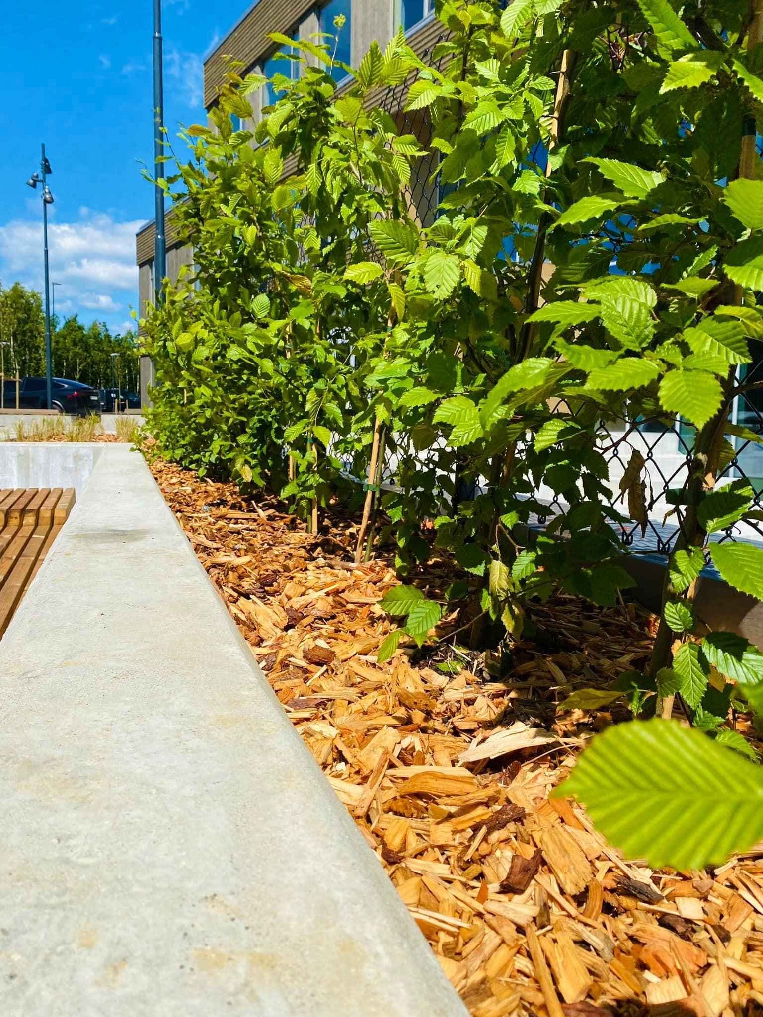 Bed med hekk og bark. Foto.