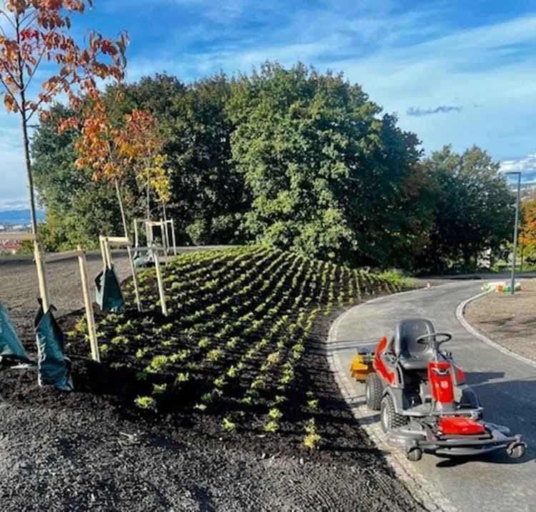 Ny beplantning av trær og busker rundt Tøyenbadet i Oslo, del av landskapsrehabilitering