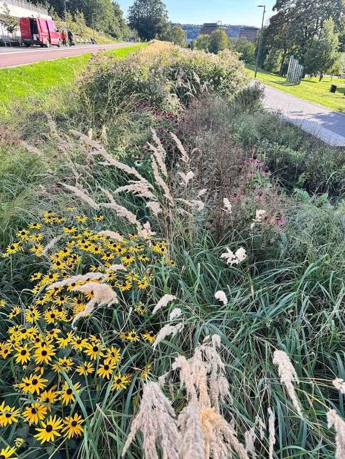 Regnbed på 140 m utenfor Tøyenbadet, for å ta unna regnvann ved mye nedbør.