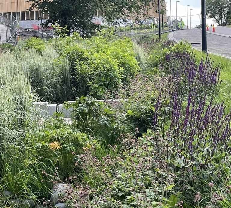 Langstrakt regnbed utenfor Tøyenbadet i Oslo, etablert som en dal av grønt uteområde