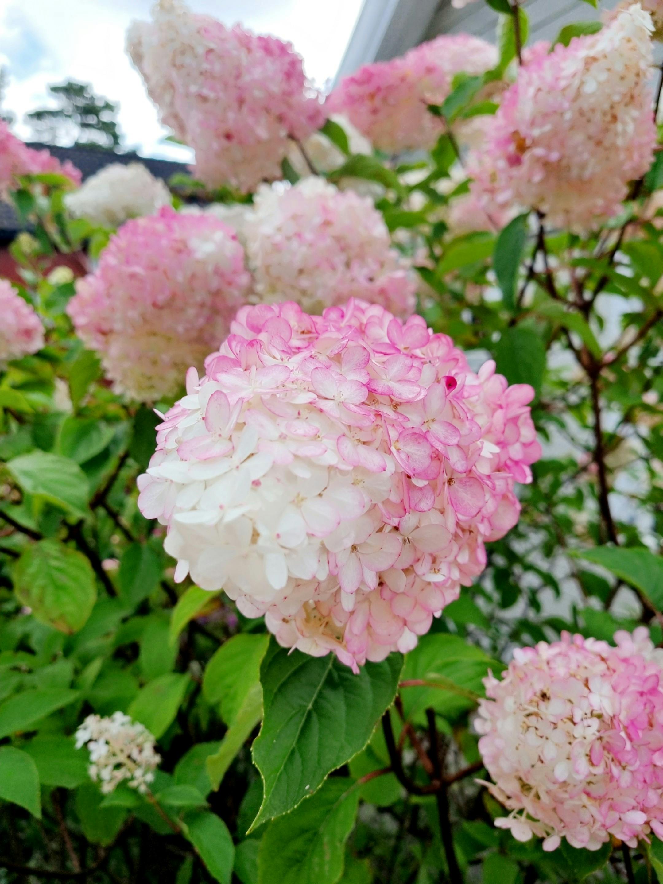 Rosa og hvit busk med syrinhortensia. Foto.