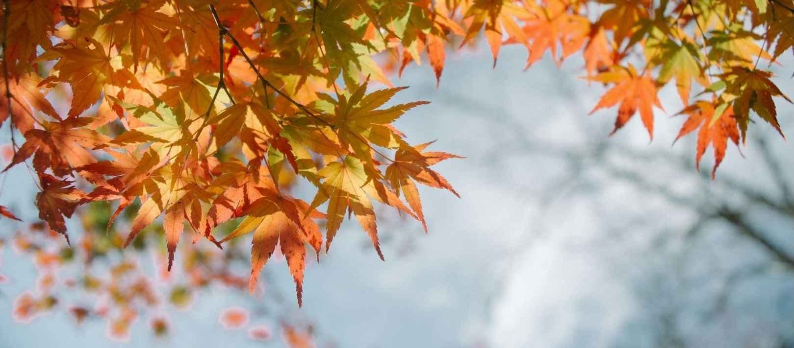 Lønneblader i høstfarge med himmel bak. Foto.