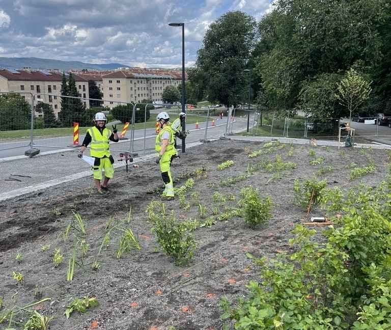 Arbeidere fra Akershusgartneren AS legger ut jord og planter stauder ved Tøyenbadets inngangsparti.