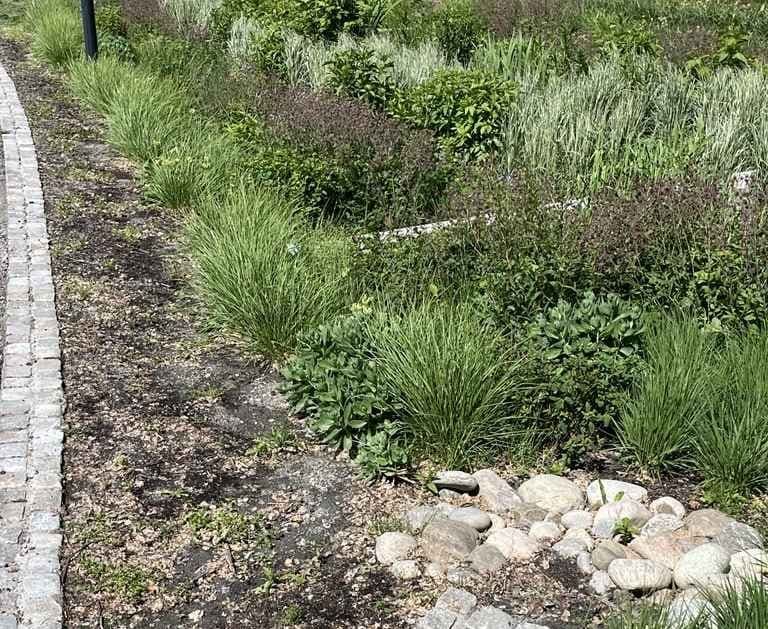 Grønt, frodig område med ulike gress og staudevekster foran Tøyenbadet.
