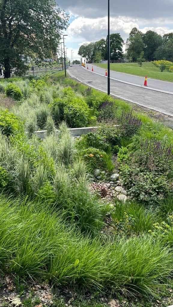 Regnbed på 140 m utenfor Tøyenbadet, med frodig beplantning for å ta unna regnvann.